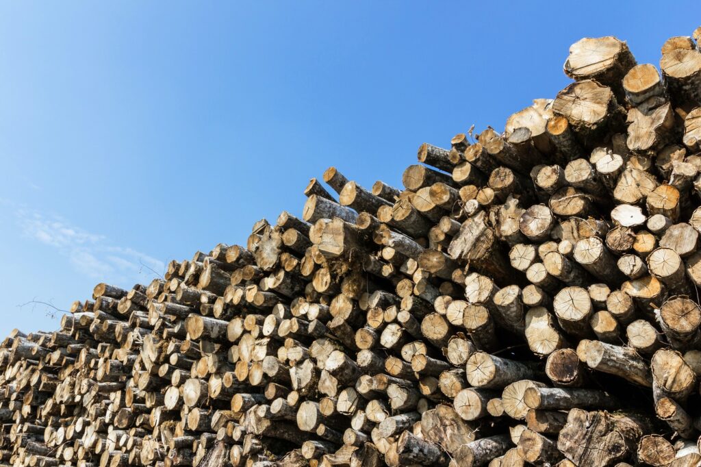 Forest pine trees log trunks felled by the logging timber indust