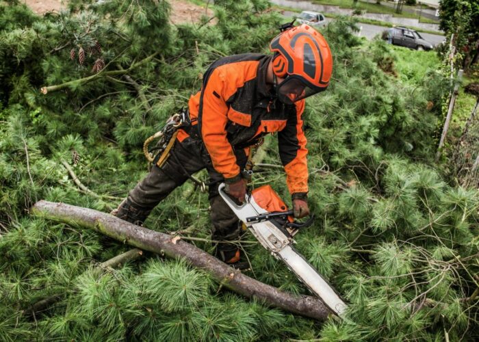 Lumberjack with chainsaw cutting a tree in town.